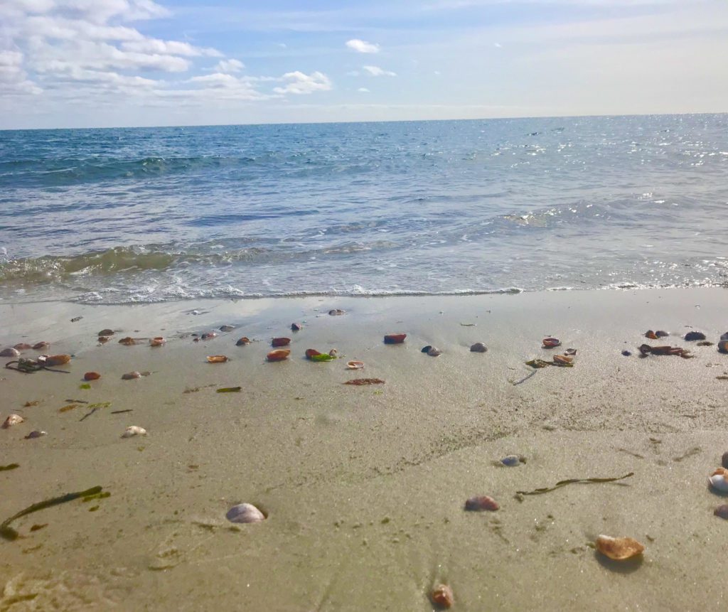 Seashells on the shore of a beach
