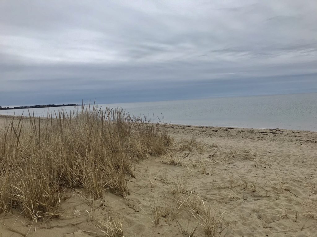 Nantucket Sound Seagrass in the Winter
