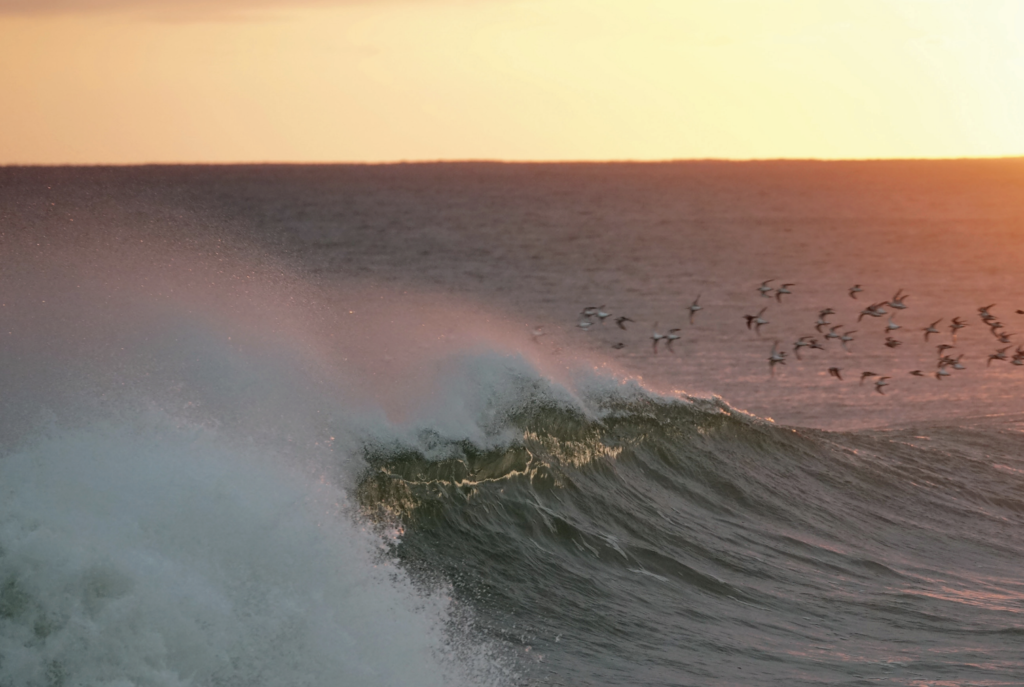 Birds flying over large wave in the ocean