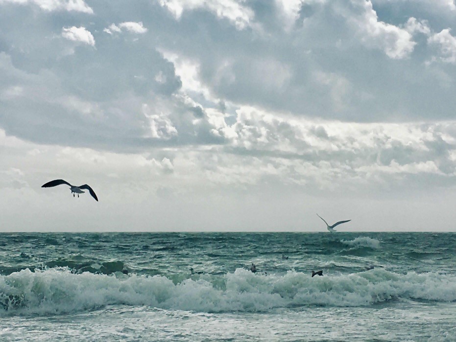 Birds flying over the ocean in Harwich, MA